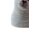 🐈
