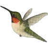 🐥