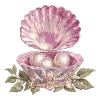 🐚