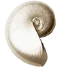🐚