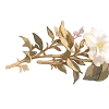 🌸