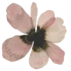 🌷