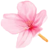🌺