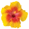 🌺