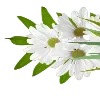 🌼