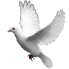 🕊