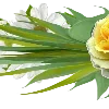 🌼
