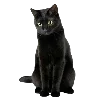 🐱