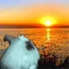 🌅