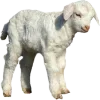 🐑