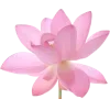 🌺