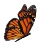 🦋