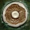 🍄
