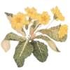 🌼