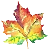 🍁