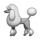 🐩
