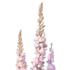 🌸