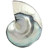 🐚