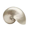 🐚