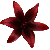 🌺