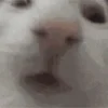 😺