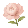 🌸