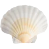 🐚