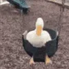 🦆