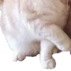 🐱