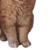 🐱