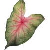🌱
