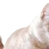 🐱