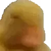 🦆