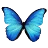 🦋