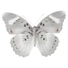 🦋