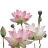 🪷