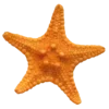⭐️