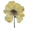 🏵