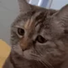 😿