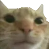 😼