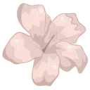 🌺