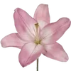 🌸