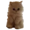 🐈