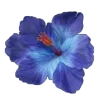 🌺