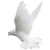 🕊