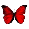 🦋