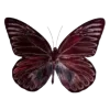 🦋