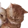 🐱