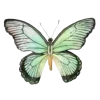 🦋