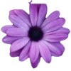 🌺